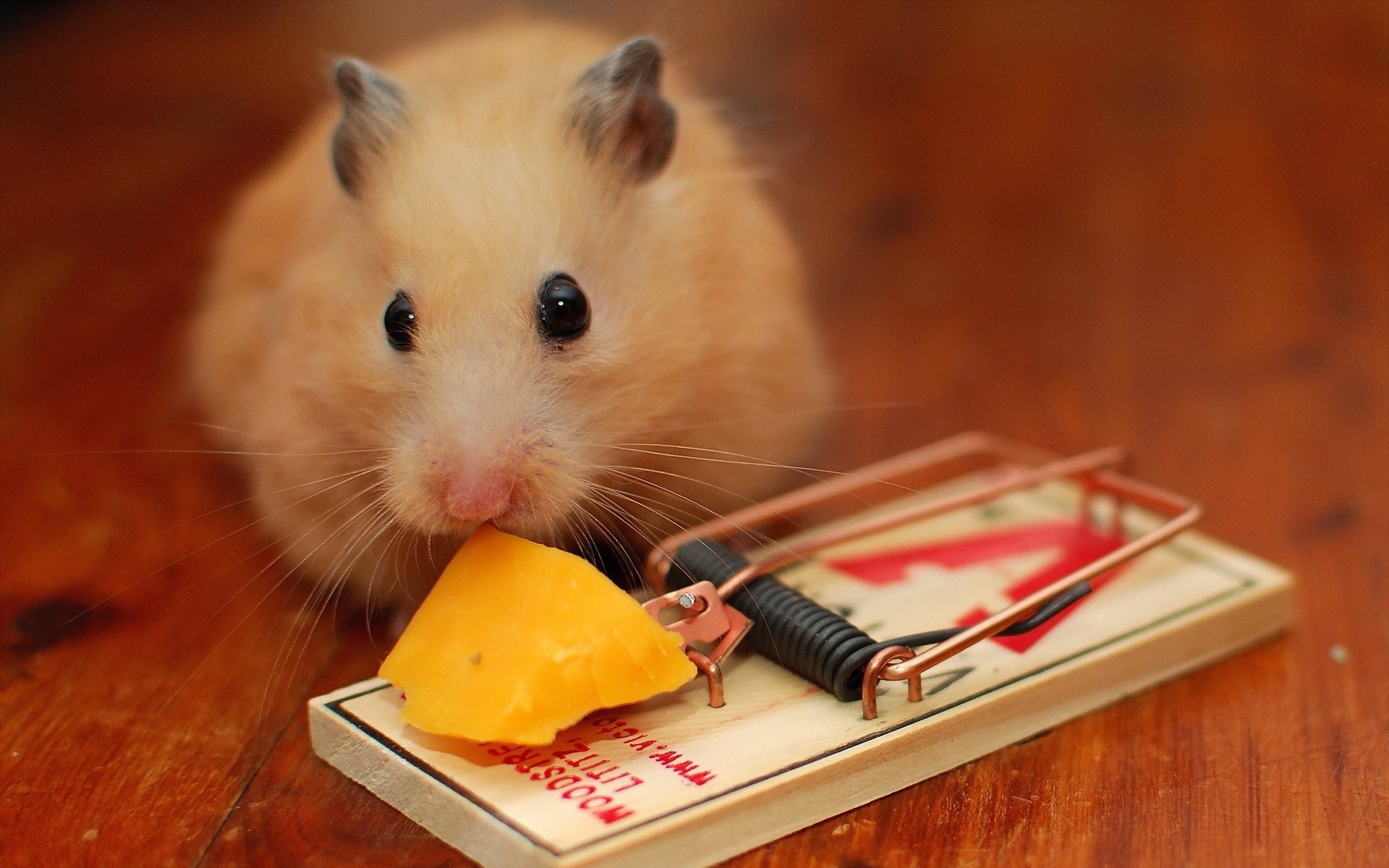 животные мышь мышеловка сыр бесплатно